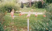 004-Flamingos